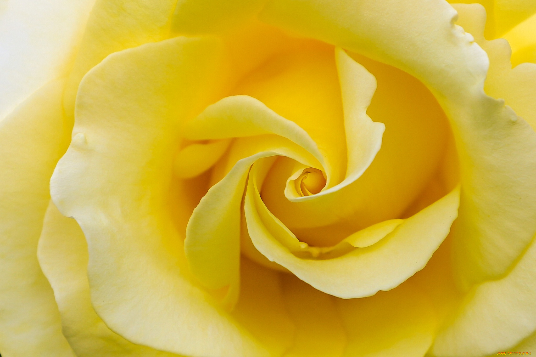 Желтые розочки. Желтые розы. Желто розовые розы. Бело желтые цветы. Бледно желтые цветы.
